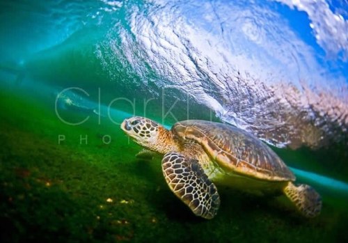 Clark Little Photography - Image Gallery _ Online Store