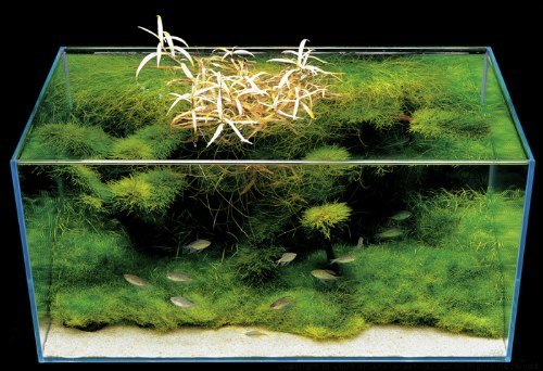 Takashi Amano é uma das pessoas mais influentes na comunidade de "paisagismo aquático" japonesa. Ele pode ser creditado pela introdução de conceitos de jardinagem para aquários e suas composições são intricadas, complexas e tipicamente assimétricas.