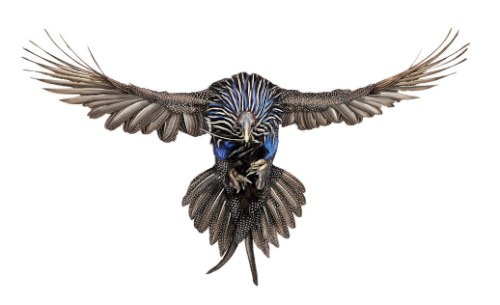 Desde 2007, Andrew Zuckerman já fotografou mais de 500 espécies diferentes de pássaros e todas essas fotos podem ser vistas no livro Bird.