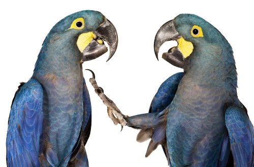 Desde 2007, Andrew Zuckerman já fotografou mais de 500 espécies diferentes de pássaros e todas essas fotos podem ser vistas no livro Bird.