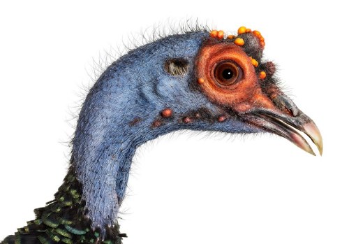 Desde 2007, Andrew Zuckerman já fotografou mais de 500 espécies diferentes de pássaros e todas essas fotos podem ser vistas no livro Bird.