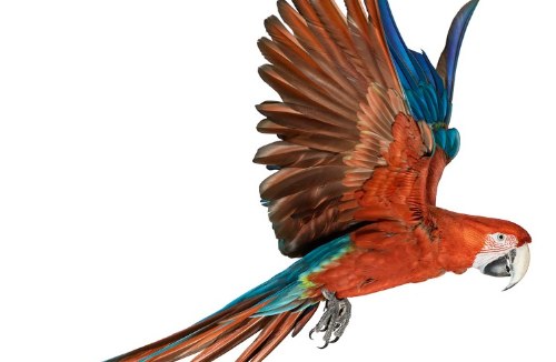 Desde 2007, Andrew Zuckerman já fotografou mais de 500 espécies diferentes de pássaros e todas essas fotos podem ser vistas no livro Bird.