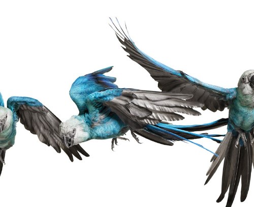 Desde 2007, Andrew Zuckerman já fotografou mais de 500 espécies diferentes de pássaros e todas essas fotos podem ser vistas no livro Bird.
