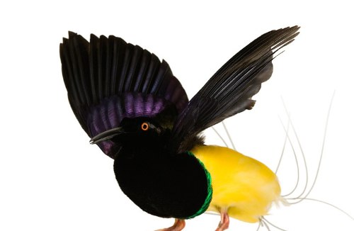 Desde 2007, Andrew Zuckerman já fotografou mais de 500 espécies diferentes de pássaros e todas essas fotos podem ser vistas no livro Bird.