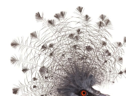 Desde 2007, Andrew Zuckerman já fotografou mais de 500 espécies diferentes de pássaros e todas essas fotos podem ser vistas no livro Bird.