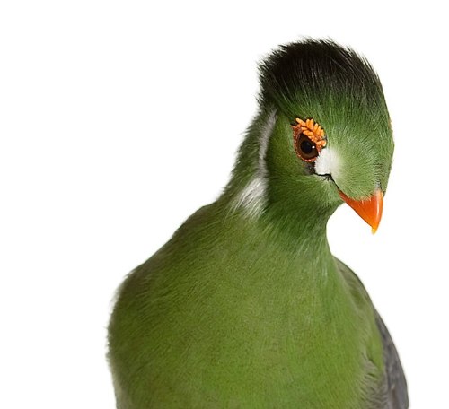 Desde 2007, Andrew Zuckerman já fotografou mais de 500 espécies diferentes de pássaros e todas essas fotos podem ser vistas no livro Bird.