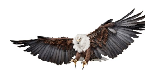 Desde 2007, Andrew Zuckerman já fotografou mais de 500 espécies diferentes de pássaros e todas essas fotos podem ser vistas no livro Bird.