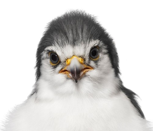 Desde 2007, Andrew Zuckerman já fotografou mais de 500 espécies diferentes de pássaros e todas essas fotos podem ser vistas no livro Bird.