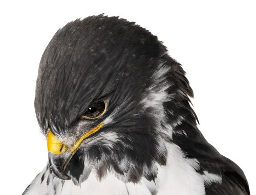 Desde 2007, Andrew Zuckerman já fotografou mais de 500 espécies diferentes de pássaros e todas essas fotos podem ser vistas no livro Bird.