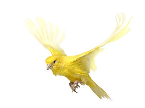 Desde 2007, Andrew Zuckerman já fotografou mais de 500 espécies diferentes de pássaros e todas essas fotos podem ser vistas no livro Bird.