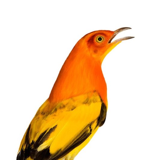 Desde 2007, Andrew Zuckerman já fotografou mais de 500 espécies diferentes de pássaros e todas essas fotos podem ser vistas no livro Bird.
