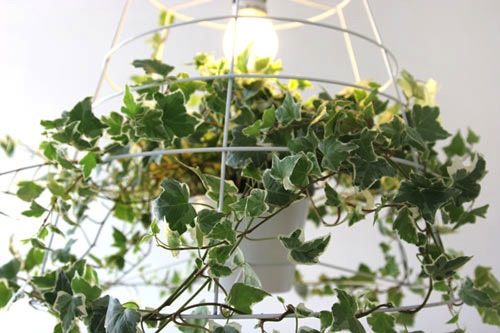 Meirav Barzilay é uma designer de Tel Aviv que criou um novo produto chamado Lâmpada Fotossíntese, que é feita com um grid de metal onde uma planta por ser trançada. Dessa forma você consegue inserir mais luz e ainda um pouco de natureza para a sua sala de estar. Além de que, devido as formas irregulares das folhas, você ainda vai conseguir uma série de padrões de luz e sombra únicos.
