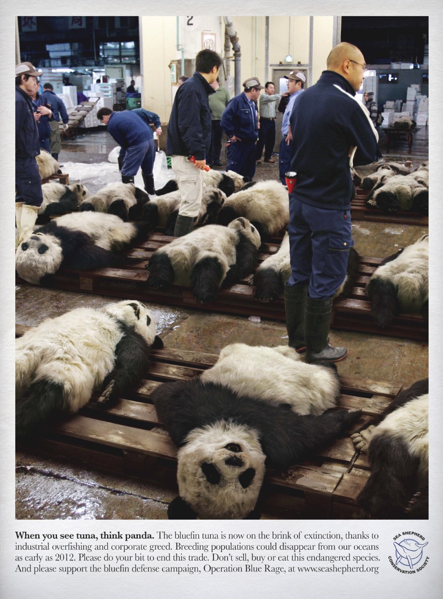 Quando você ver um atum, pense num panda. O Atum Bluefin está em grande perigo a ponto de ser considerado em ponto de extinção. Culpa da pesca industrial excessiva e da demanda crescente em algumas partes da Ásia. Aja agora antes que seja tarde demais.