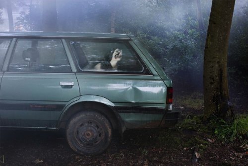 dogs-in-cars-01