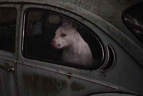 dogs-in-cars-02
