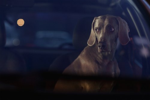 dogs-in-cars-03