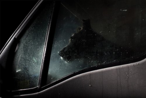 dogs-in-cars-05