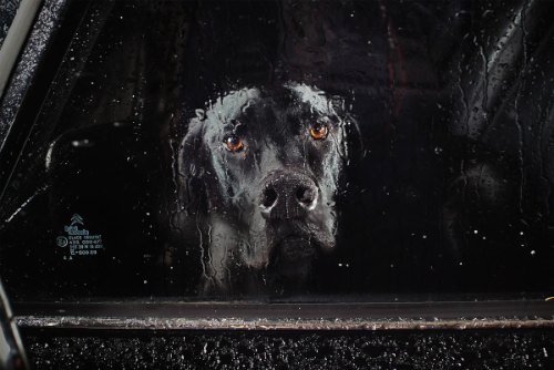 dogs-in-cars-07