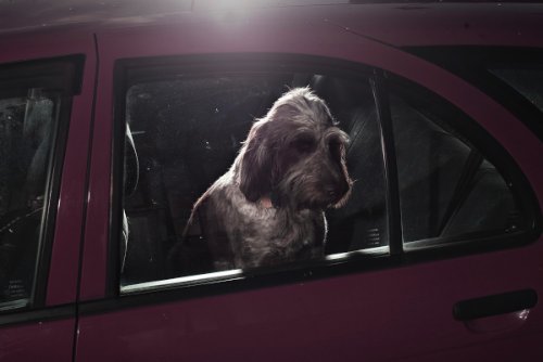 dogs-in-cars-08