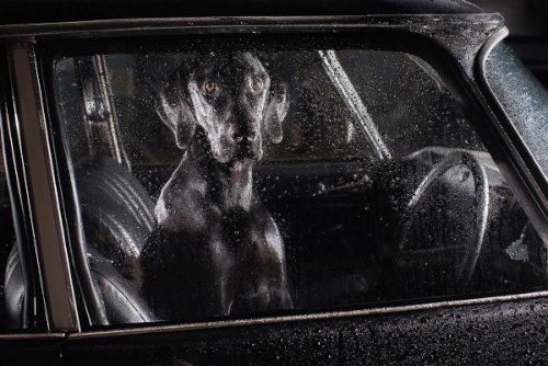 dogs-in-cars-09