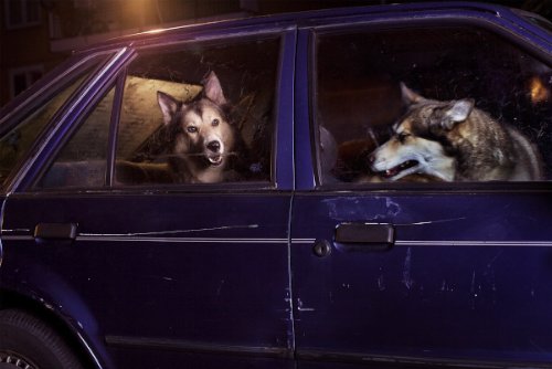 dogs-in-cars-13