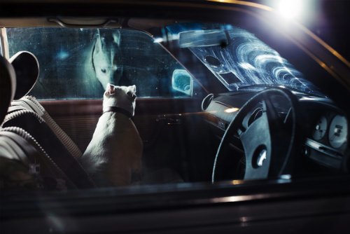 dogs-in-cars-15