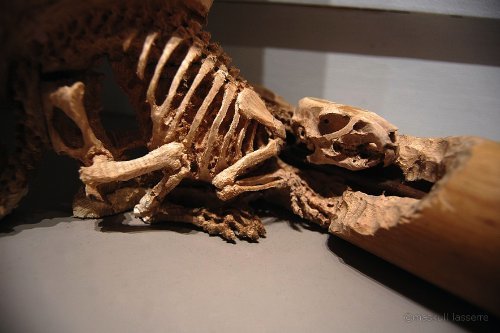 Maskull Lasserre_05