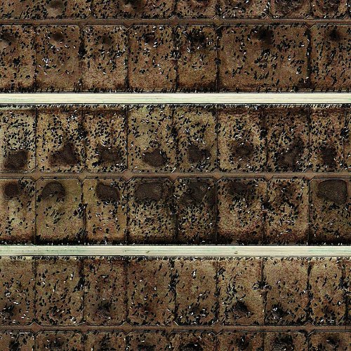 Feedlots_04