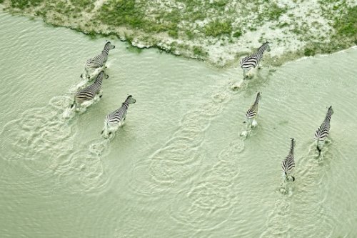 A Vida Selvagem de Botsuana por Zack Seckler