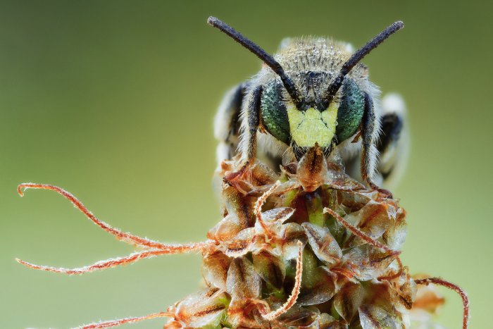 Se você não é fã de insetos, esse post não é para você. Isso acontece por que as fotos de John Hallmén vão te colocar muito perto desses insetos. Talvez, perto demais já que você nunca viu esses animais dessa forma. 