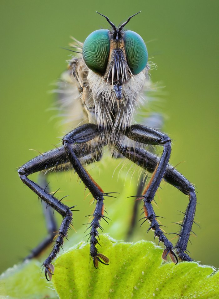 Se você não é fã de insetos, esse post não é para você. Isso acontece por que as fotos de John Hallmén vão te colocar muito perto desses insetos. Talvez, perto demais já que você nunca viu esses animais dessa forma. 