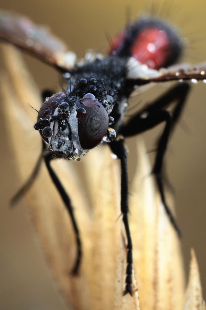 Se você não é fã de insetos, esse post não é para você. Isso acontece por que as fotos de John Hallmén vão te colocar muito perto desses insetos. Talvez, perto demais já que você nunca viu esses animais dessa forma. 