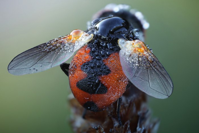 Se você não é fã de insetos, esse post não é para você. Isso acontece por que as fotos de John Hallmén vão te colocar muito perto desses insetos. Talvez, perto demais já que você nunca viu esses animais dessa forma. 