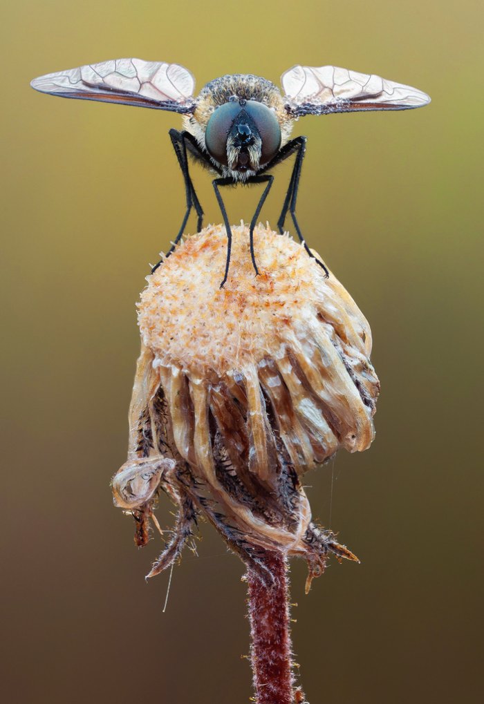 Se você não é fã de insetos, esse post não é para você. Isso acontece por que as fotos de John Hallmén vão te colocar muito perto desses insetos. Talvez, perto demais já que você nunca viu esses animais dessa forma. 