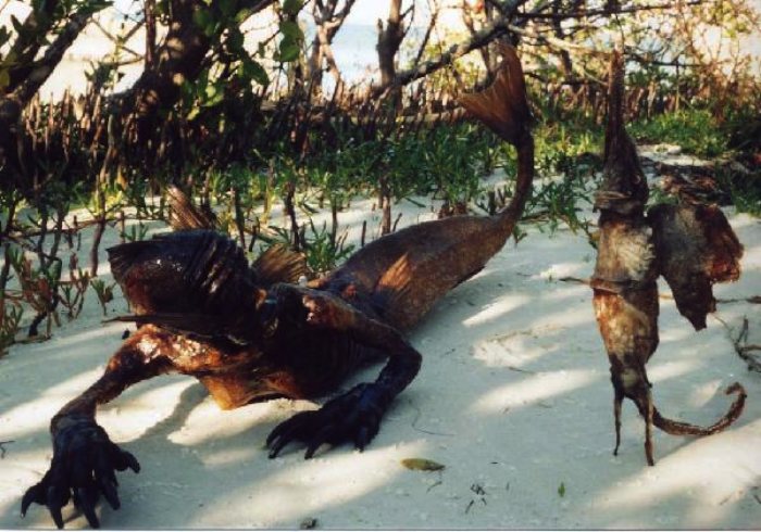 Sereias são seres mitológicos, parte mulher e parte peixe. É provável que esse mito tenha tido origem em relatos da existência de animais com características próximas daquela que, mais tarde foram classificados como sirénios. Mas sereias não existem e, você pode ter certeza de que nunca vai ver uma.