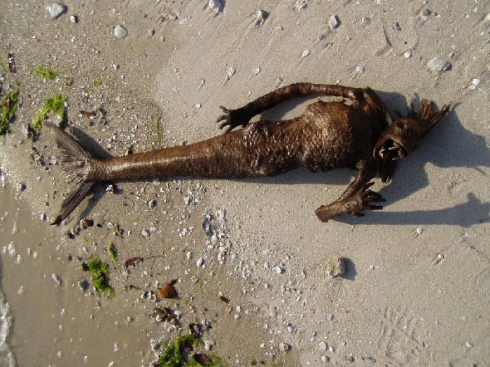 Sereias são seres mitológicos, parte mulher e parte peixe. É provável que esse mito tenha tido origem em relatos da existência de animais com características próximas daquela que, mais tarde foram classificados como sirénios. Mas sereias não existem e, você pode ter certeza de que nunca vai ver uma.