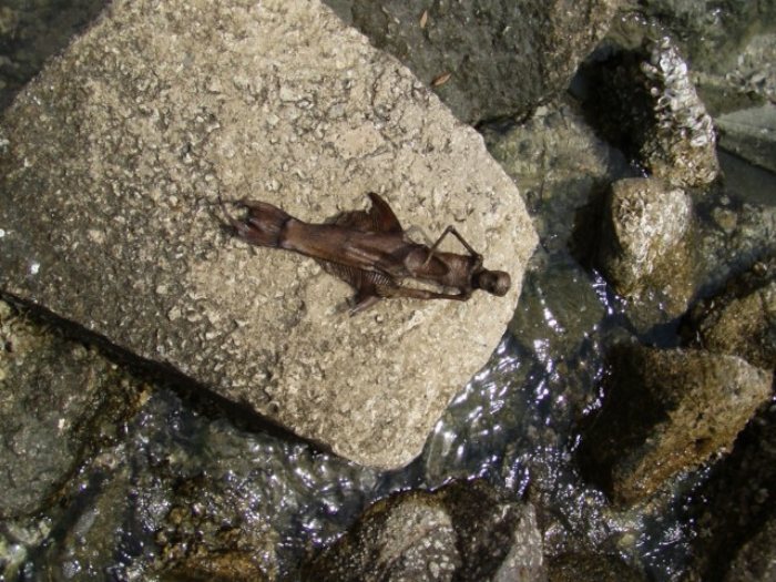 Sereias são seres mitológicos, parte mulher e parte peixe. É provável que esse mito tenha tido origem em relatos da existência de animais com características próximas daquela que, mais tarde foram classificados como sirénios. Mas sereias não existem e, você pode ter certeza de que nunca vai ver uma.