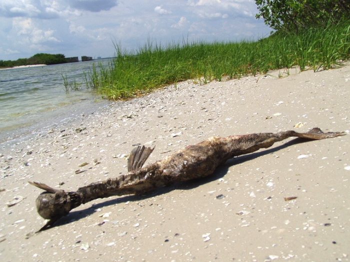 Sereias são seres mitológicos, parte mulher e parte peixe. É provável que esse mito tenha tido origem em relatos da existência de animais com características próximas daquela que, mais tarde foram classificados como sirénios. Mas sereias não existem e, você pode ter certeza de que nunca vai ver uma.