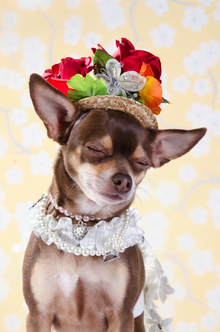 Dizem por ai que moda para cachorros é algo muito sério em Nova Iorque. Algo tão sério que roupas para cachorros feitas por designers podem custar centenas de dólares. E, foi isso que a Sophie Gamand resolveu fotografar.