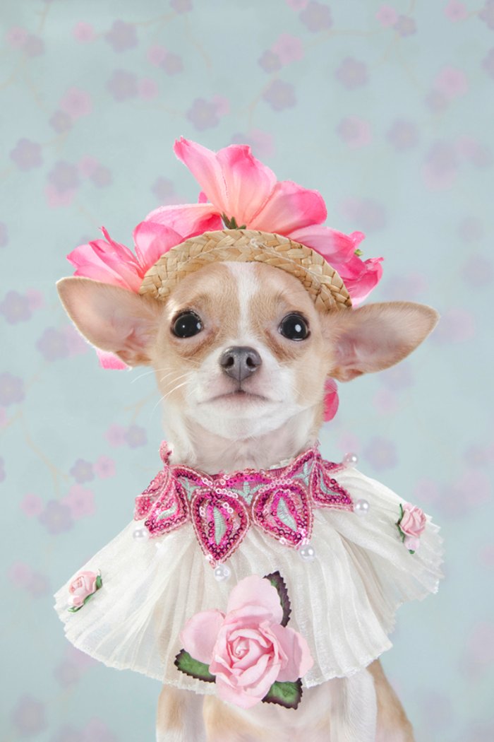 Dizem por ai que moda para cachorros é algo muito sério em Nova Iorque. Algo tão sério que roupas para cachorros feitas por designers podem custar centenas de dólares. E, foi isso que a Sophie Gamand resolveu fotografar.