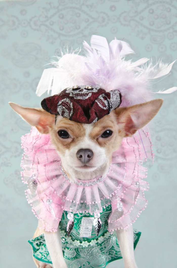 Dizem por ai que moda para cachorros é algo muito sério em Nova Iorque. Algo tão sério que roupas para cachorros feitas por designers podem custar centenas de dólares. E, foi isso que a Sophie Gamand resolveu fotografar.