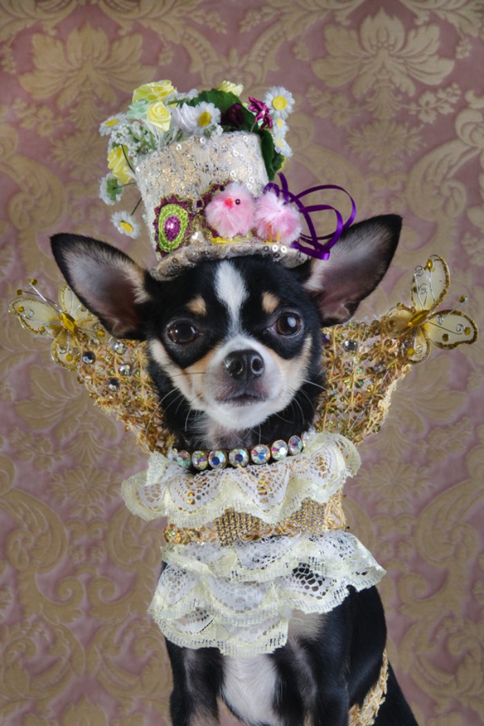 Dizem por ai que moda para cachorros é algo muito sério em Nova Iorque. Algo tão sério que roupas para cachorros feitas por designers podem custar centenas de dólares. E, foi isso que a Sophie Gamand resolveu fotografar.