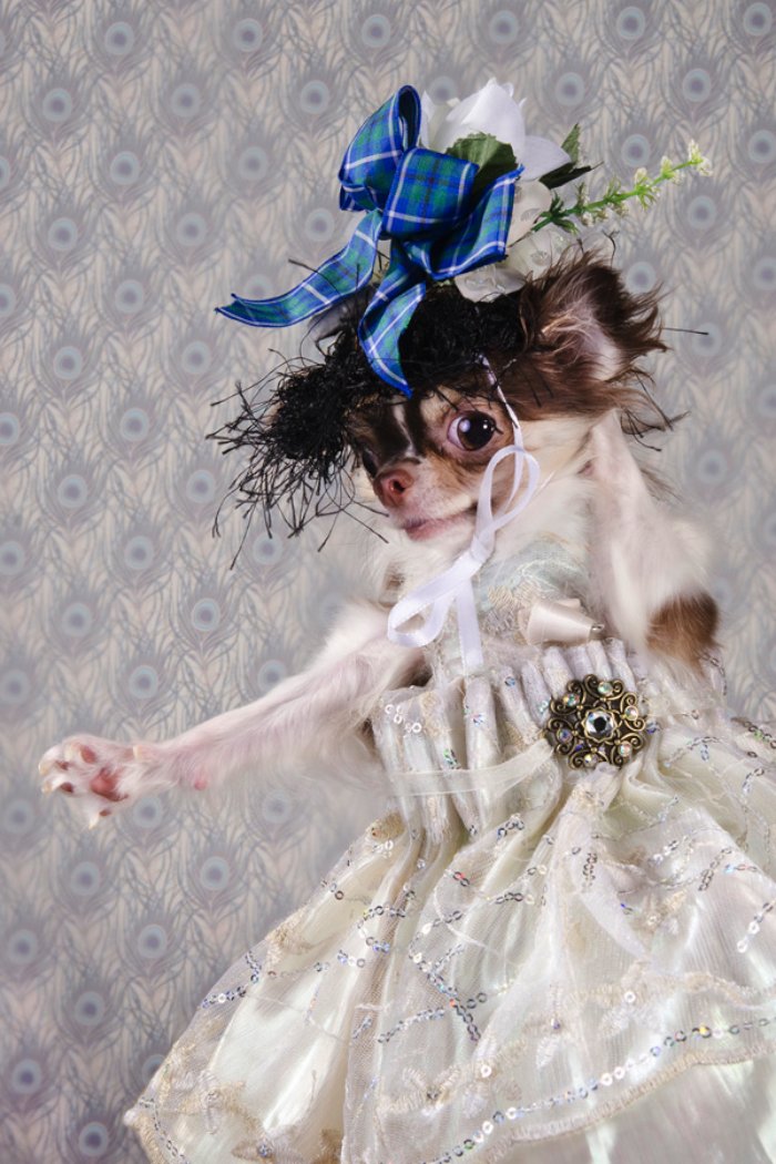 Dizem por ai que moda para cachorros é algo muito sério em Nova Iorque. Algo tão sério que roupas para cachorros feitas por designers podem custar centenas de dólares. E, foi isso que a Sophie Gamand resolveu fotografar.