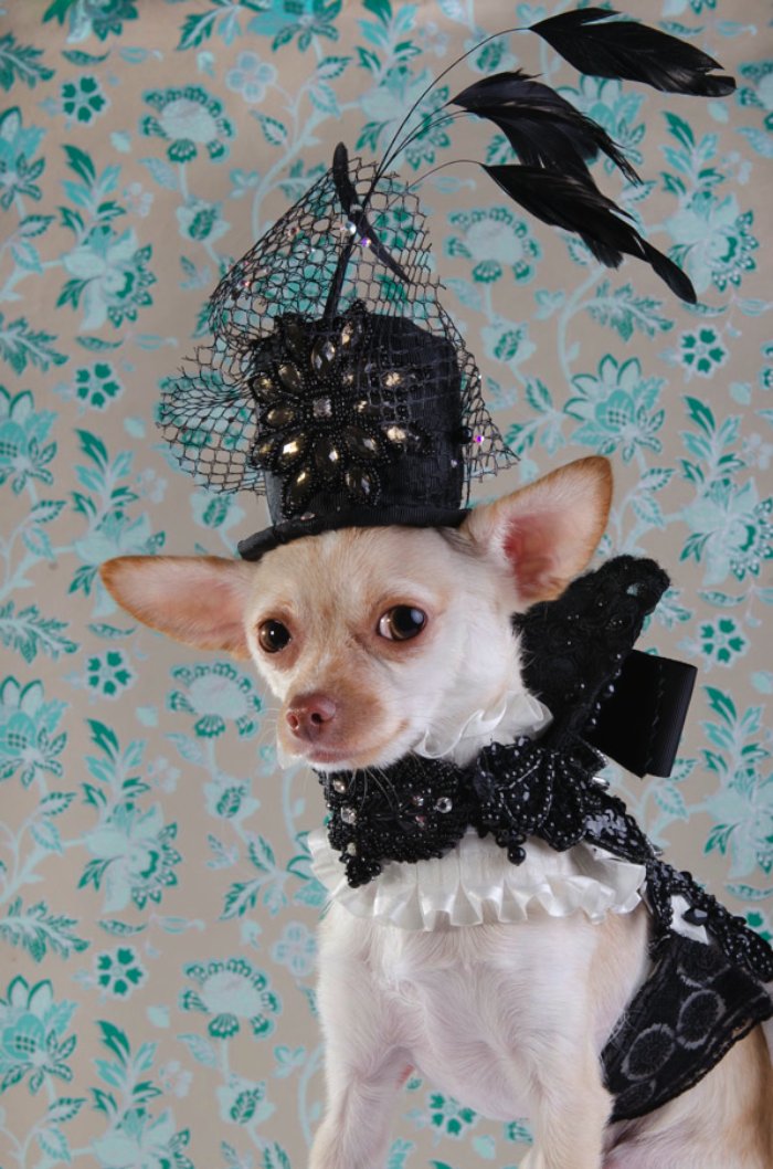 Dizem por ai que moda para cachorros é algo muito sério em Nova Iorque. Algo tão sério que roupas para cachorros feitas por designers podem custar centenas de dólares. E, foi isso que a Sophie Gamand resolveu fotografar.