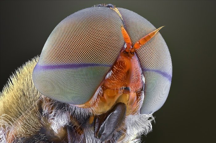 Não sei como Yudy Sauw faz essas macro fotografias. Não sei mesmo. Mas, gosto muito de como elas conseguem me deixar muito próximo do minúsculo mundo dos insetos.