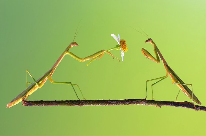 Não sei como Yudy Sauw faz essas macro fotografias. Não sei mesmo. Mas, gosto muito de como elas conseguem me deixar muito próximo do minúsculo mundo dos insetos.