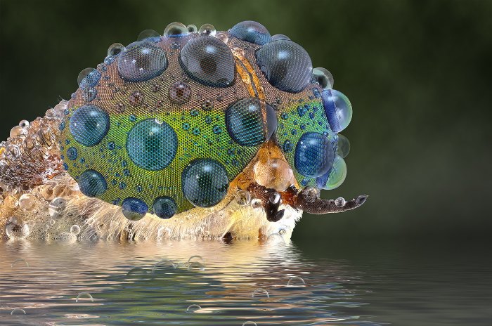 Não sei como Yudy Sauw faz essas macro fotografias. Não sei mesmo. Mas, gosto muito de como elas conseguem me deixar muito próximo do minúsculo mundo dos insetos.