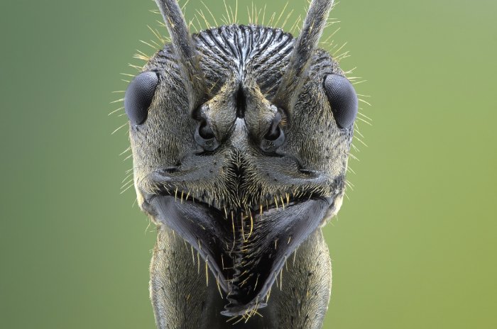 Não sei como Yudy Sauw faz essas macro fotografias. Não sei mesmo. Mas, gosto muito de como elas conseguem me deixar muito próximo do minúsculo mundo dos insetos.