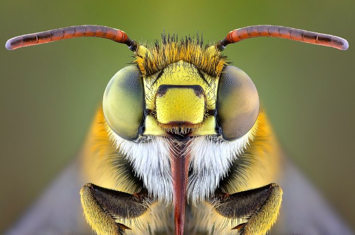 Não sei como Yudy Sauw faz essas macro fotografias. Não sei mesmo. Mas, gosto muito de como elas conseguem me deixar muito próximo do minúsculo mundo dos insetos.
