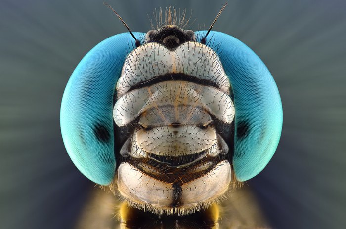 Não sei como Yudy Sauw faz essas macro fotografias. Não sei mesmo. Mas, gosto muito de como elas conseguem me deixar muito próximo do minúsculo mundo dos insetos.
